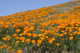 1000 kaliforniai mák (Eschscholzia californica), vadvirágos rét, méhlegelő.