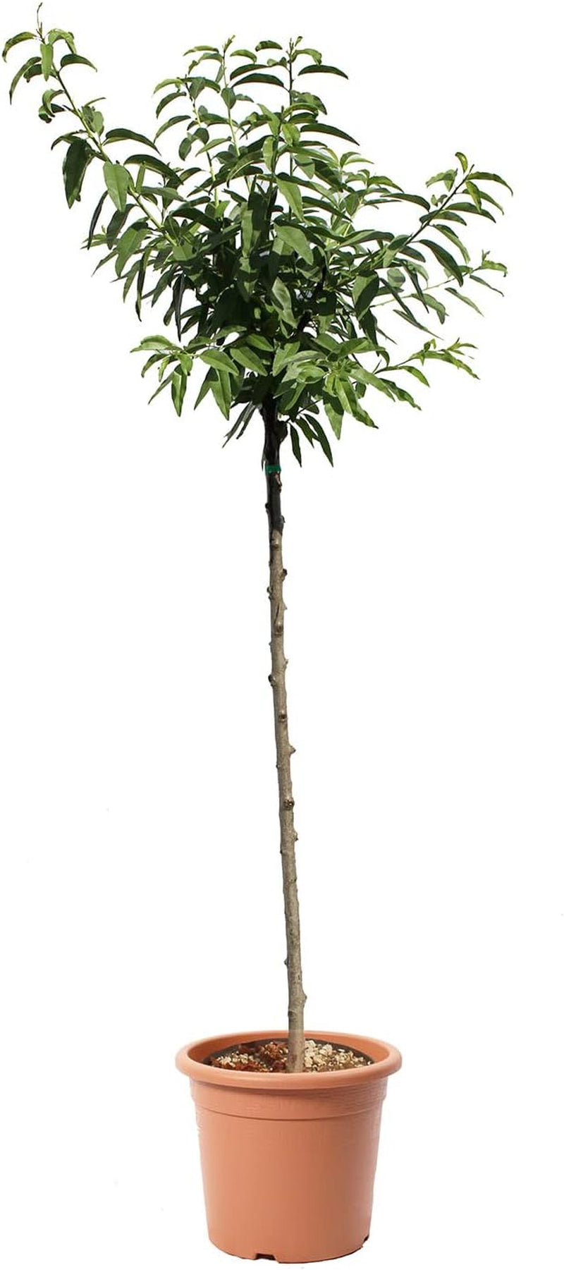 KENTIS - Mandelbaum - Prunus Dulcis - Echte Freilandpflanzen - Obstpflanze - Kulturtopf Ă 28 Cm