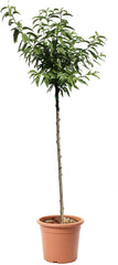 KENTIS - Mandelbaum - Prunus Dulcis - Echte Freilandpflanzen - Obstpflanze - Kulturtopf Ă 28 Cm