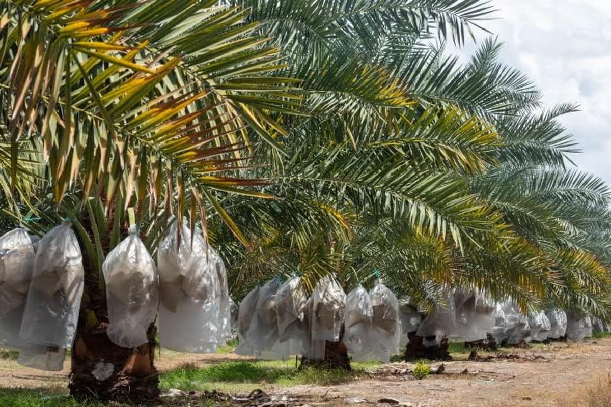 Curmale mari Medjool Premium 1KG din Palestina | Curmale Medjool king pentru plăcere și energie | Uscate natural și naturale | Vegetariene și vegane | Bogate în pulpă | Cu piatră | 2024 Produse deshidratate Naty Shop