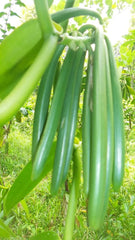 Vaníliapor 50 G, őrölt vaníliapor 100% tisztaságú Aromas Naty Shop