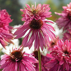 6 x Garten Scheinsonnenhut 'Doubledecker' - Echinacea Purpurea 'Doubledecker' Pot 9x9cm: Doppelte Blüten, einzigartige Optik, zieht Bienen an, ideális für Gärten.