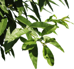 KENTIS - Mandelbaum - Prunus Dulcis - Echte Freilandpflanzen - Obstpflanze - Kulturtopf Ă 28 Cm