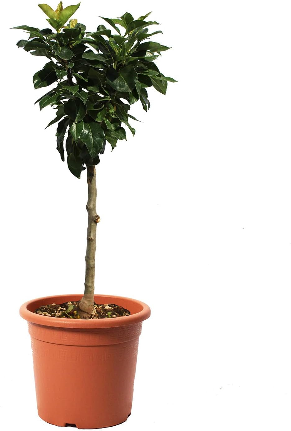 KENTIS - Zwergbirnenpflanze - Pyrus Communis - Echte Freilandpflanzen - Obstbaum - Kulturtopf Ă 24 Cm