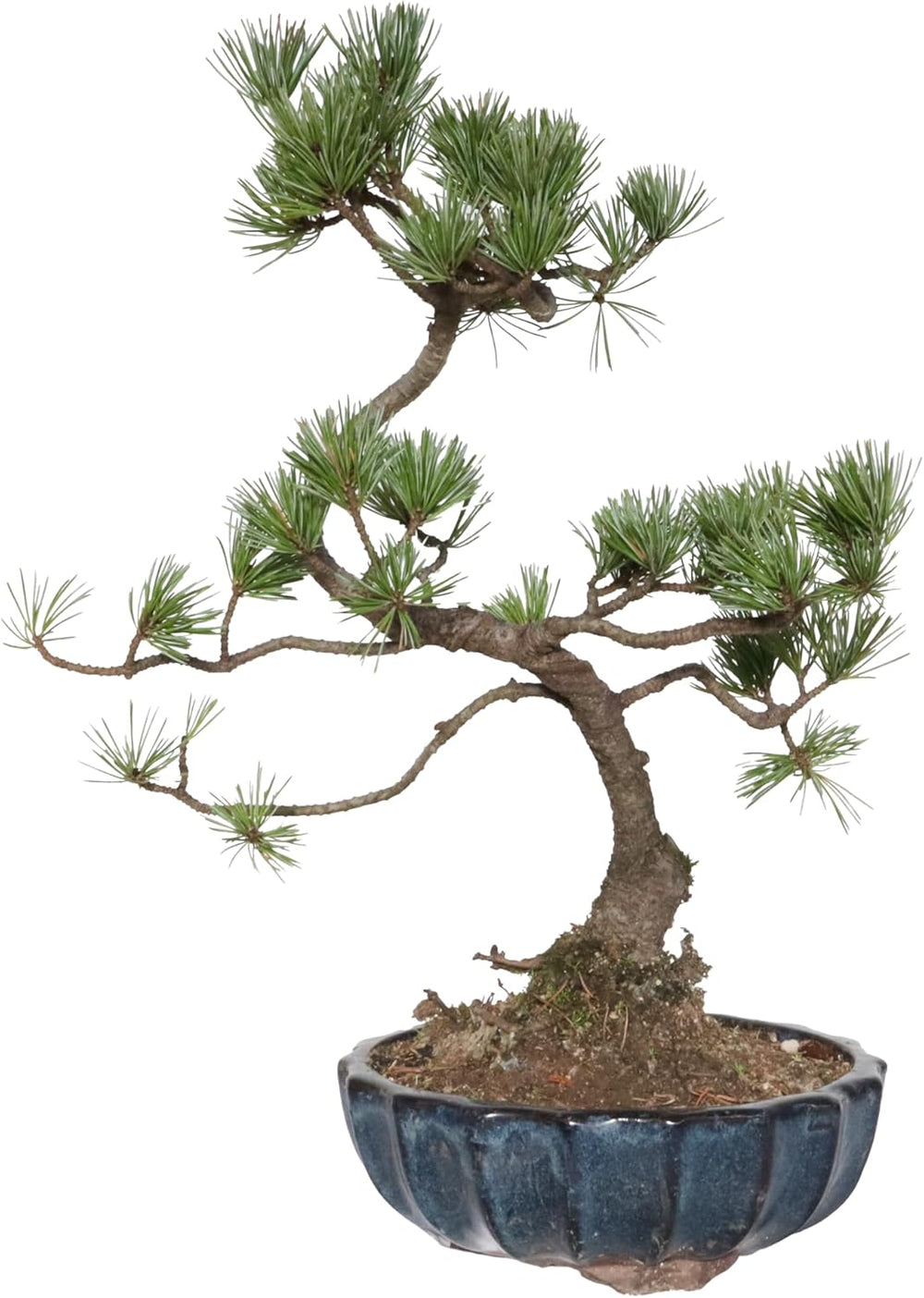 KENTIS - Kiefernbonsai - Pinus Parviflora Pentaphylla - Echter Dekorativer Freilandbonsai - Echte Pflanzen - H 35-45 Cm Topf Ă 17 Cm