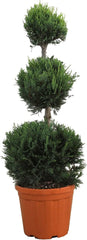 KENTIS - Cupressocyparis Leylandii - Drei Ball Zypressen - Echte Winterharte Pflanzen FĂŒr Garten - H 140-160 Cm Topf Ă 30 Cm