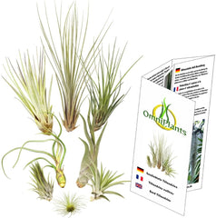 Tillandsien 8Er-Mix, Tillandsia Bromeliengewächs