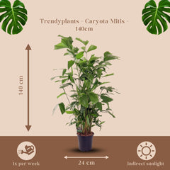 Trendyplants - Caryota Mitis - Fischschwanzpalme - Zimmerpflanze - Höhe 130-150 Cm - Topfgröße Ø24Cm