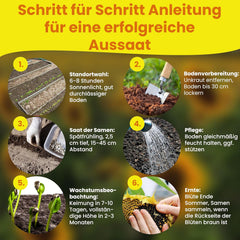 LERAVA® Sonnenblumen Samen Set (4 fajta) - Riesige gelbe & rote Sonnenblume - Zwerg und Sungold Teddy - Premium Sonnenblumensamen für Garten und Balkon - Blumensamen Geschenk für Hobbygärtner