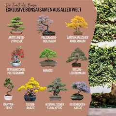 10 bonsai mag 5 kontinensről | Egzotikus famagok egyedi bonsaihoz | Kezdőkészlet és a növények szerelmesei | Bonsai készletünk különleges ajándékötlet