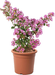 KENTIS - Lagerstroemia Indica Rote - Blühende Plfanzen - Echte Pflanzen Für Garten - Balkon Pflanze - Heckenpflanze – Hoch 60-80 Cm Topf Ø 24 Cm
