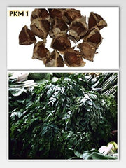 Moringa - Moringa oleifera - 100 mag *Tormának is nevezik*