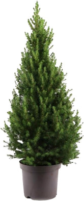 Bloomique - Picea Glauca December - Mini-Weihnachtsbaum - Zwergfichte - Weihnachtsdekoration - Für Drinnen Und Draußen - Winterhart - Immergrün - 80-100 Cm Hoch - Topf 26 Cm