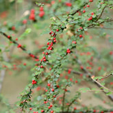 Teppichmispel, Bodendecker Cotoneaster Dammeri, Blumensamen Gastgeschenk Für Sonnige Plätze Kaufen 80Samen