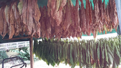 Tobacco Seeds 5x1000 Genuine Smoking Tobacco 5 fajta Virginia, Red Front, Orient Xanthi, Baden Geudertheimer Fresh. Betakarítás 2025