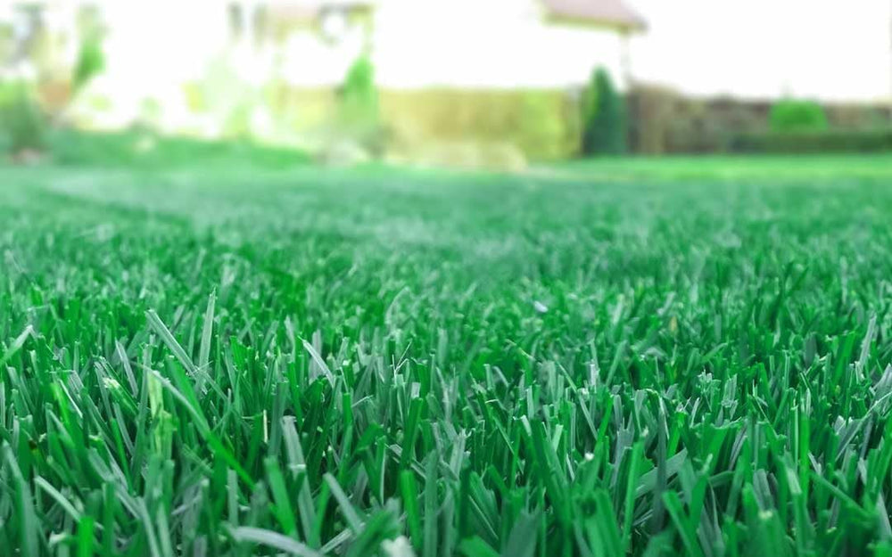 R&R SHOP – Samen Für Rasen, Poa Pratensis, Selbstregenerierend Und Widerstandsfähig (500Gr - 20Mq)