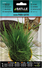 Batlle Kräutersamen - Katzengras (Samen - 10-15Cm)