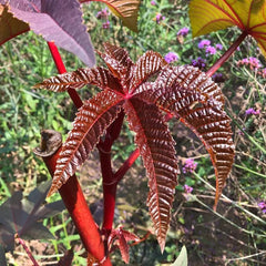 Rizinus, Steingartenpflanzen Winterhart Rizinussamen, Heilkräuter Kräuterpflanzen Nachhaltige Geschenke Kräutergarten Balkon Garten 200Samen