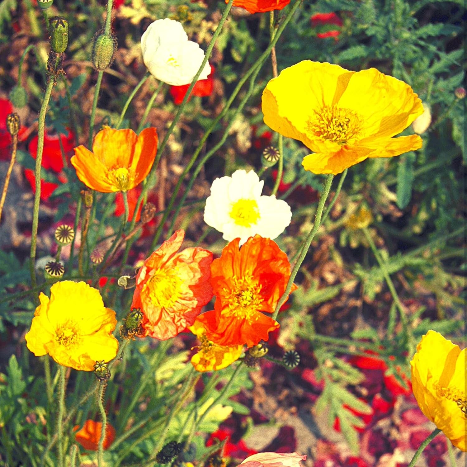 Izlandi mákkeverék (Papaver nudicaule) - Gyönyörű virágzó mák, hosszú virágzási periódussal egy színes virágos réthez (Izlandi mák)