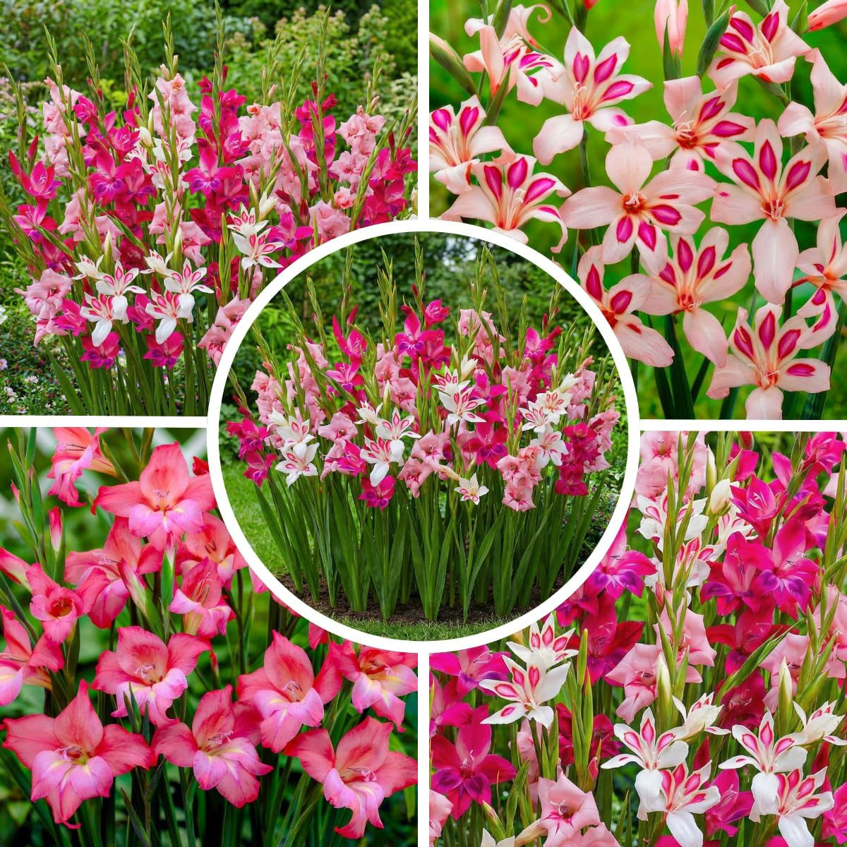 Gladiolen Zwiebeln Botanisch Nanus Kollektion (50 Blumenzwiebeln) | Exklusivmischung Pflanzen Aus Holland | 7 Sorten/Farben | Dekoration Für Garten, Balkon (Keine Samen, Nicht Winterhart)