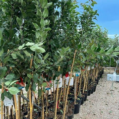 Apfelbaum Fuji – Antike Sorte, Topf Ø 26 Cm, Max. Wuchshöhe 180 Cm Alter: 4 Jahre – Italienische Baumschule
