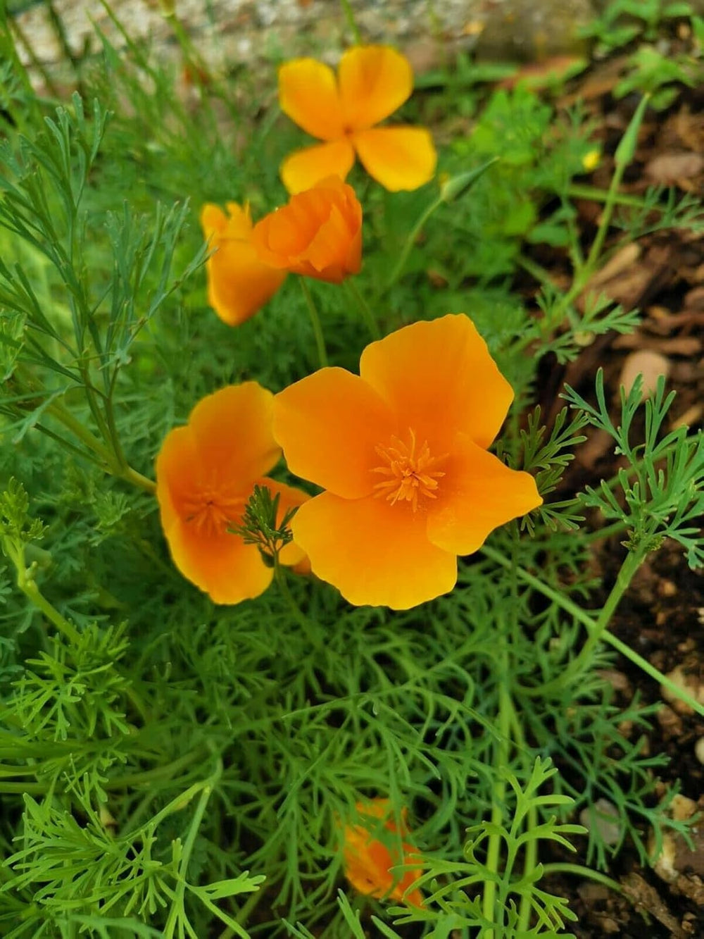 1000 kaliforniai mák (Eschscholzia californica), vadvirágos rét, méhlegelő.