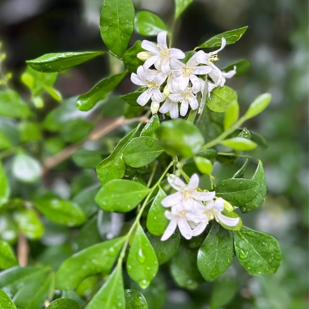 Murraya Balkon Kräutergarten, Zimmerpflanzen, Immergrüne Winterhart Küchenkräuter Seltene Deko Garten Wildkräuter 300Samen
