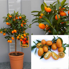 SAVINI VIVAI Kumquat-Pflanze, Chinesischer Mandarin-Kumquat-Zitrusbaum Im 20 Cm Topf, Höhe 70 Cm, 2-3 Jahre Veredelung, Hergestellt in Italien
