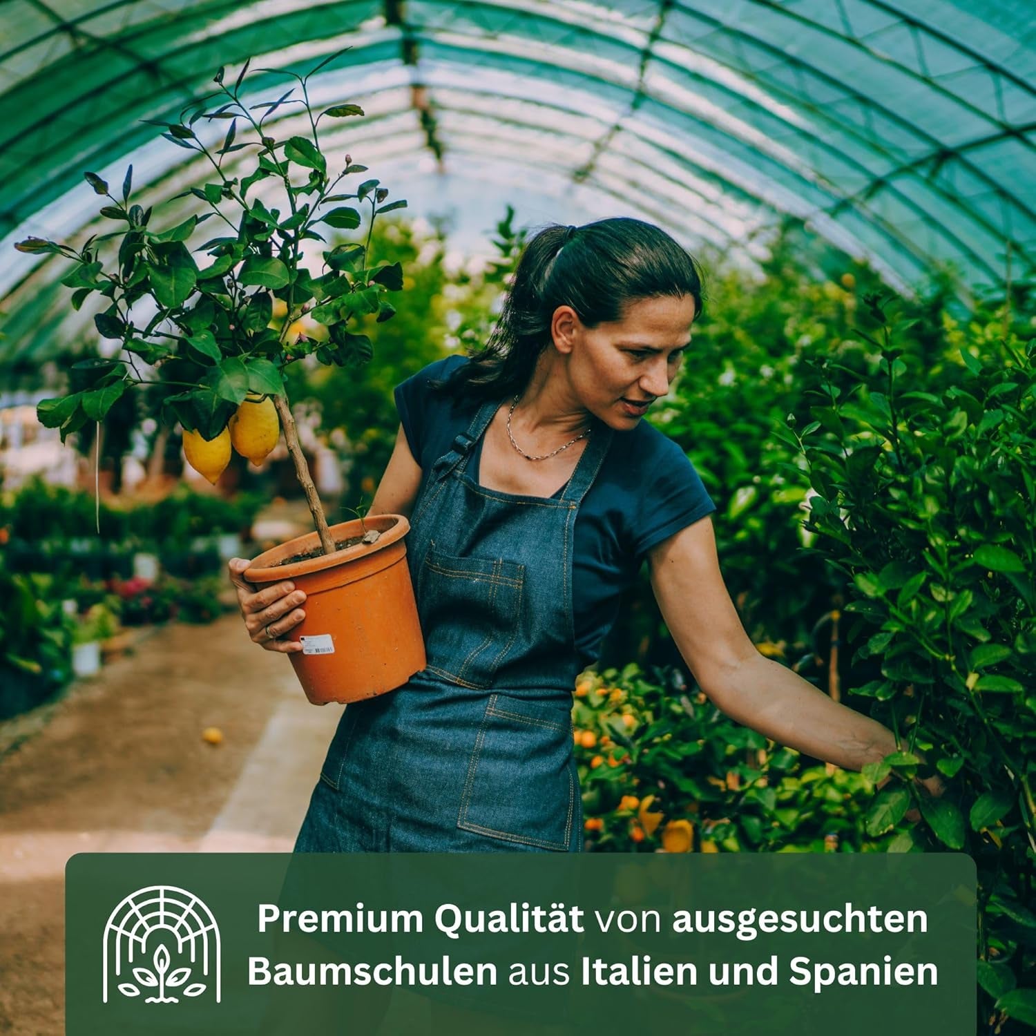 Narancs a My Oranjeria-ból - valódi narancs - citrusfélék - Citrus sinensis - Narancs - oltott narancs kertészeknek (Mezzo [M])