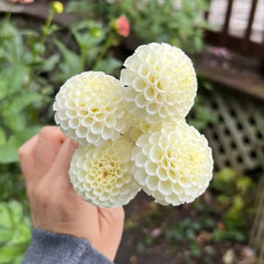 Dahlienknollen Winterhart, Garten Exotische 1Pcs