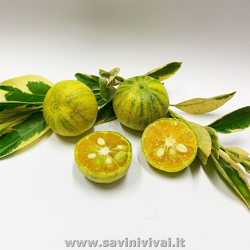 SAVINI VIVAI Bunte Calamondino-Pflanze, Bunter Calamondino-Zitrusbaum Im 20 Cm Topf, Höhe 70 Cm, 2–3 Jahre Veredelung, Hergestellt in Italien