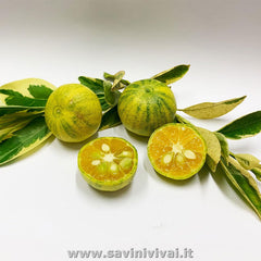 SAVINI VIVAI Bunte Calamondino-Pflanze, Bunter Calamondino-Zitrusbaum Im 20 Cm Topf, Höhe 70 Cm, 2–3 Jahre Veredelung, Hergestellt in Italien