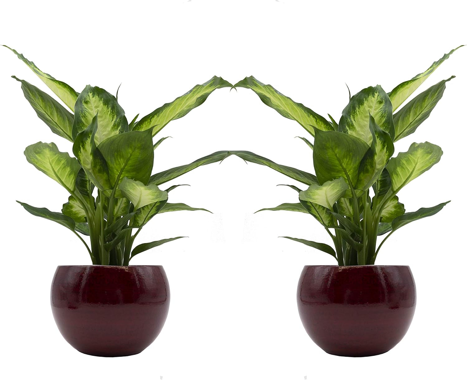 Dieffenbachia-Duo Mit Handgefertigtem Keramik-Blumentopf "Cresto Rot" - 2 Pflanzen Und 2 Dekotöpfe