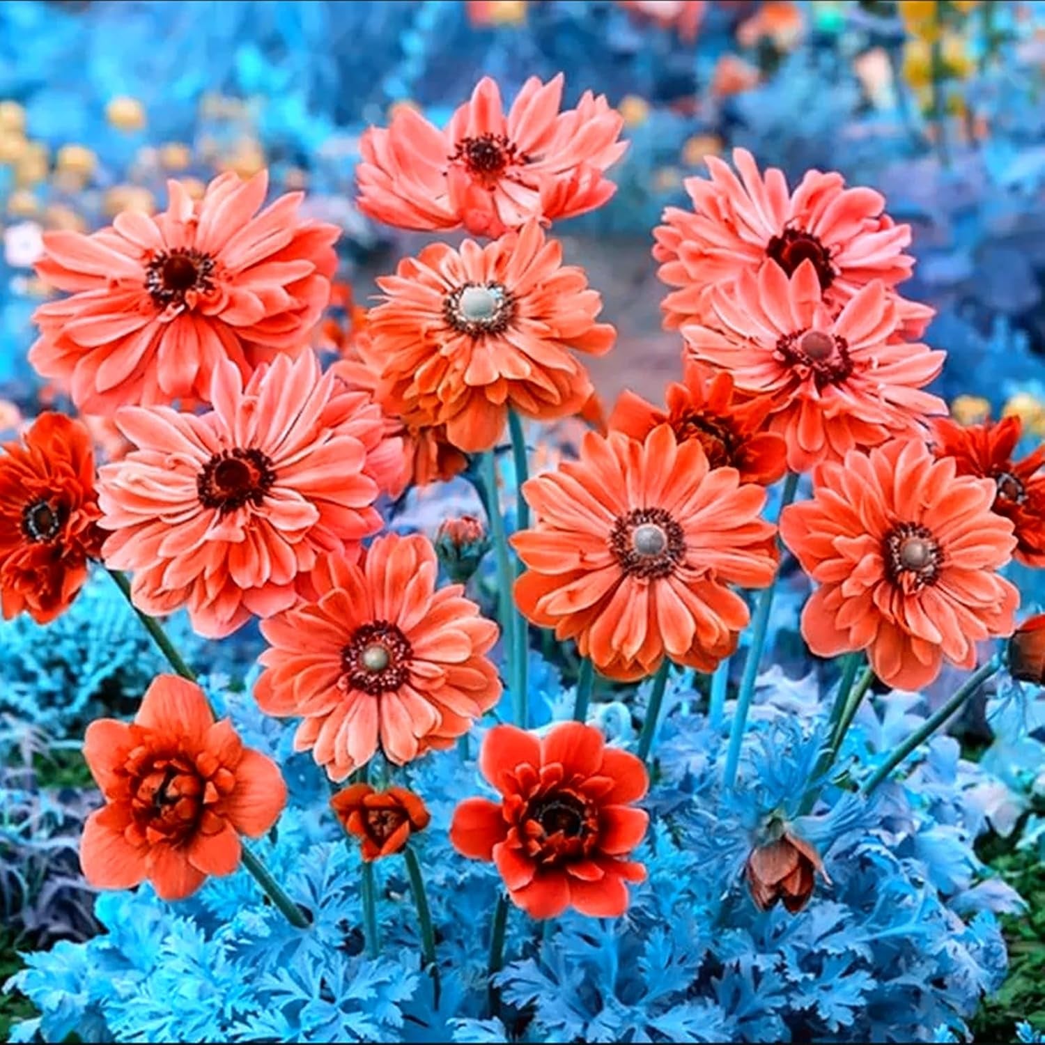 Lebende Pflanzen, Mehrjährige Blumenzwiebel ist winterhart, Winterhart pflanzen, Mysteriöse magische Glühbirne, Blumenzwiebel Mix-4 Oxalis Triangularis Blumenzwiebeln