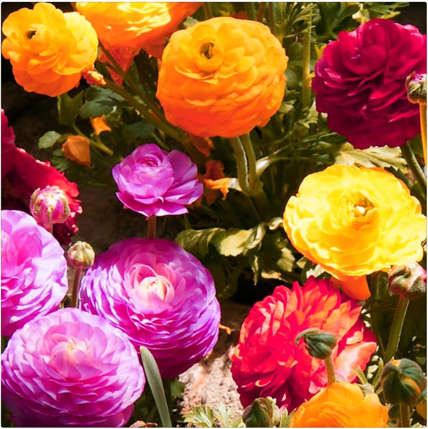 Lebende Pflanzen, Mehrjährige Blumenzwiebel ist winterhart, Winterhart pflanzen, Mysteriöse magische Glühbirne, Blumenzwiebel Mix-4 Oxalis Triangularis Blumenzwiebeln