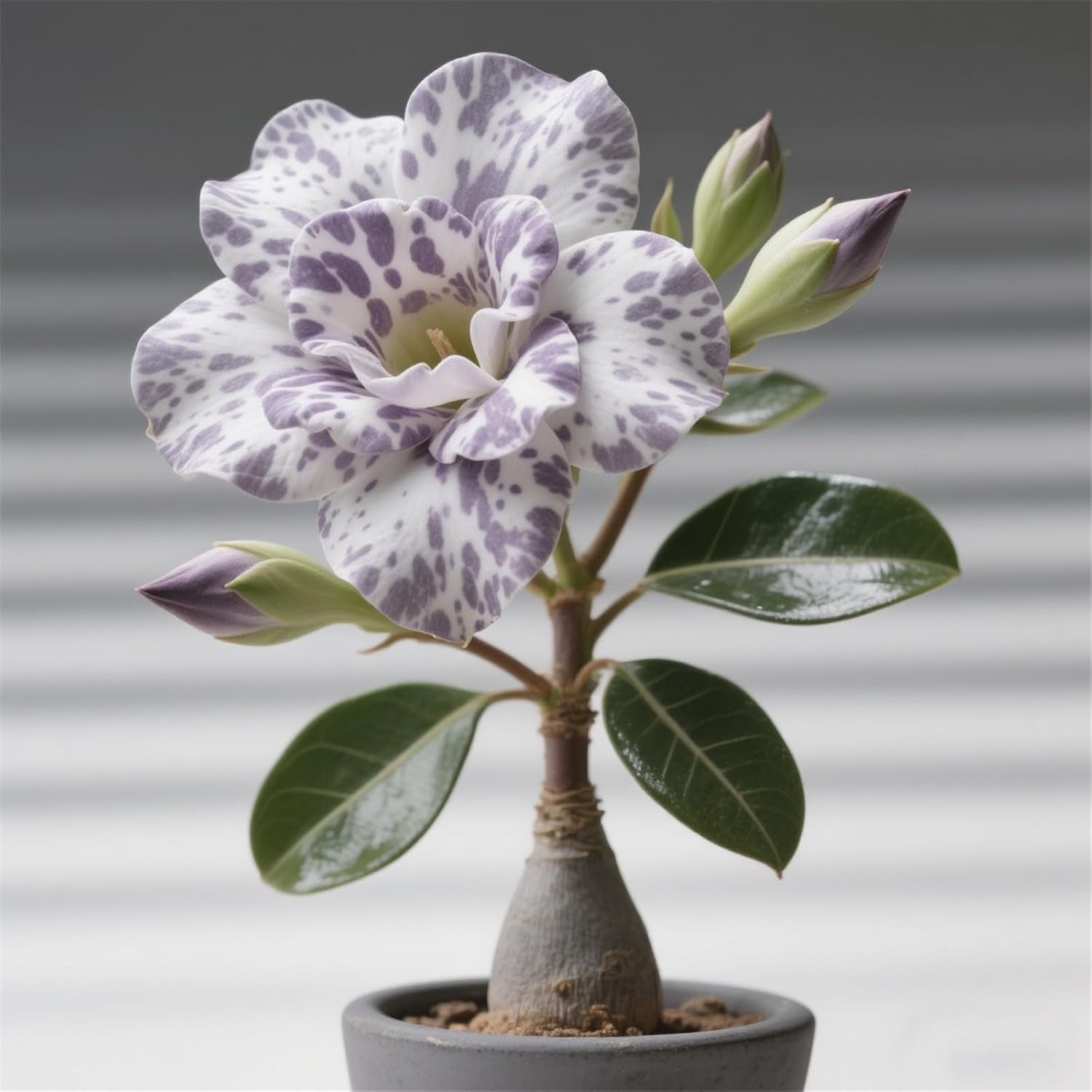 Winterhart pflanzen, Lebende Pflanzen, Mehrjährige Blumenzwiebel ist winterhart, Mysteriöse magische Glühbirne, Blumenzwiebel Mix, 3 év-1 Wüstenrose knollen -G