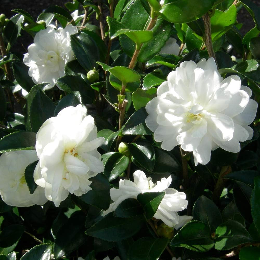 Set de 3 plante Camellia Gardeners Dream (roșu, alb și roz) - Arbuști cu flori veșnic verzi, rezistenți - Plante rezistente pentru grădină - Plante rezistente pentru balcon - Plante rezistente pentru ghiveci