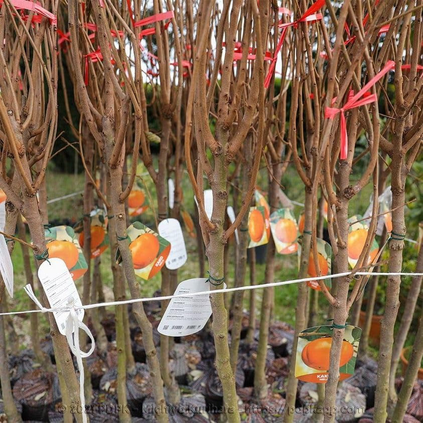 Kakibaum — O'Gosho — Obstpflanze Alte Sorte Im Topf Ø 24~26 Cm — Max. Höhe 160 Cm — 4 Jahre Alt — Italienische Baumschule