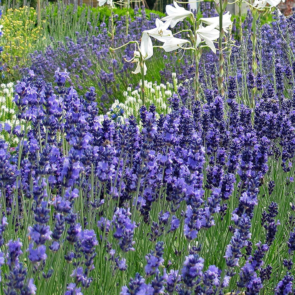 Illatos növények - Samenset mit 6 prachtvoll duftenden Blühpflanzen