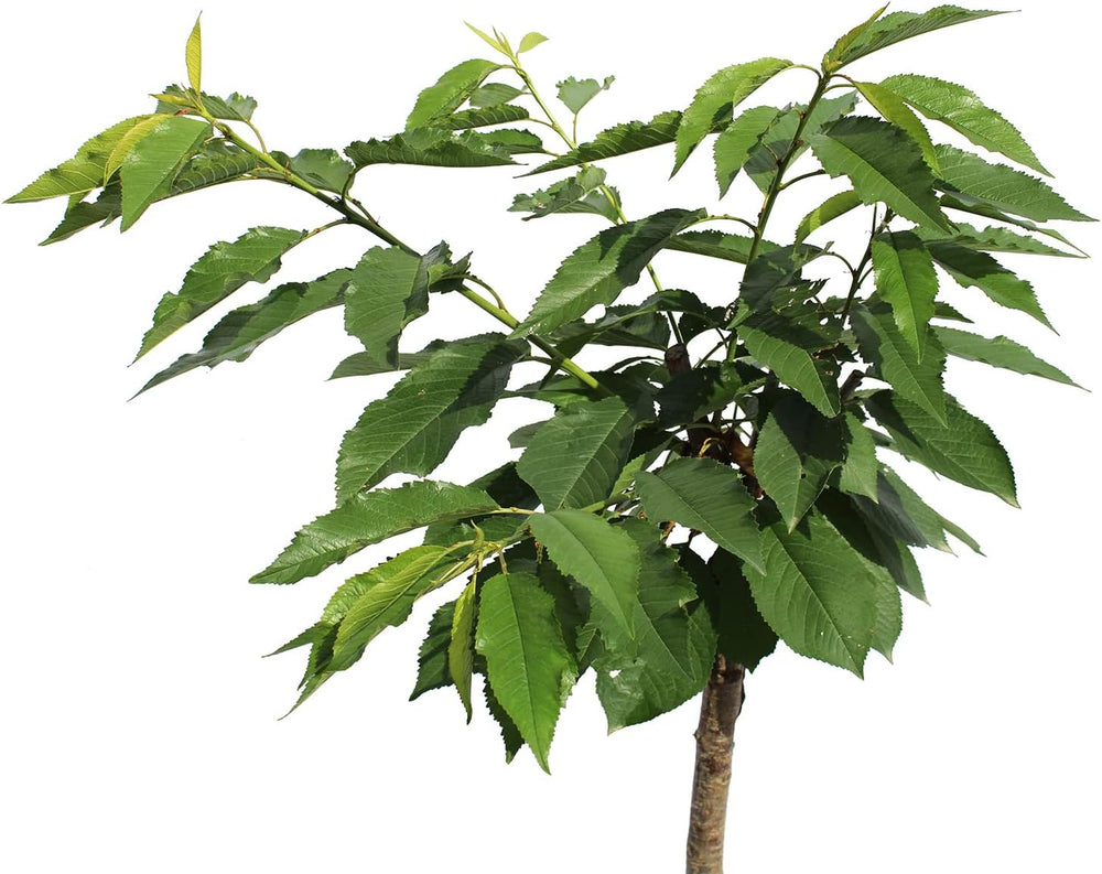 KENTIS - Garden Bing Zwergkirschenpflanze - Echte Pflanzen Für Den Außenbereich - Kleiner Obstbaum Für Den Kirschgarten - Kulturtopf Ø 24 Cm