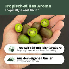 Kiwiri'S Kiwibeeren Trio - 3 Kiwipflanzen (Actinidia Arguta) - Mini Kiwi - Sortengarantie Direkt Vom Züchter