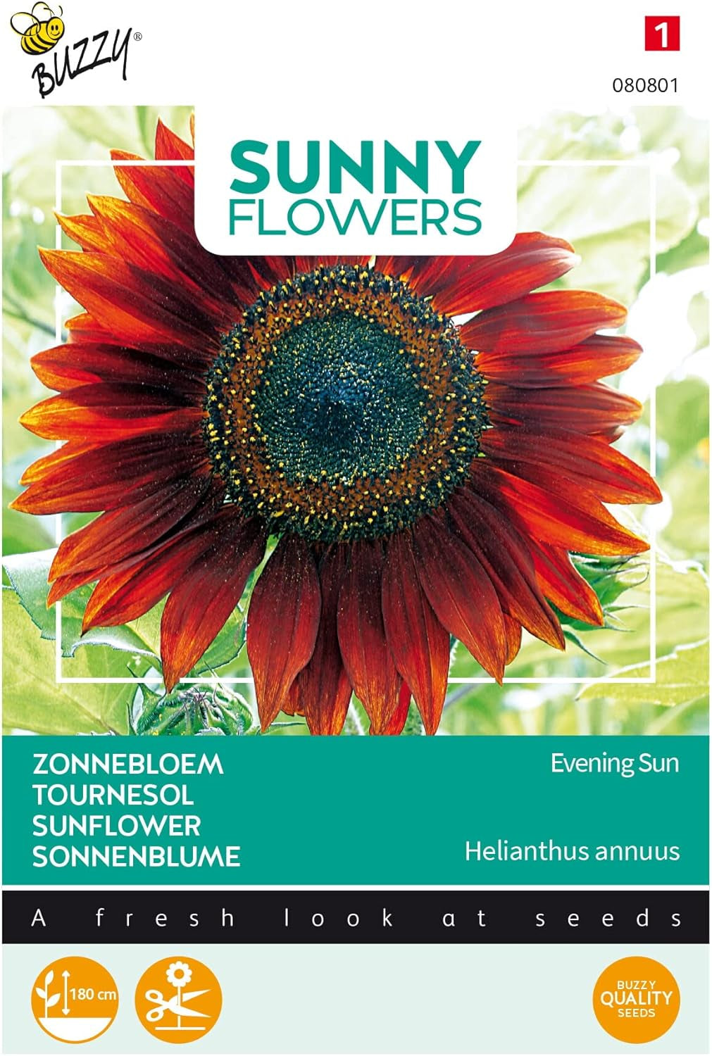 Napos virágok, napraforgók, esti napsütés