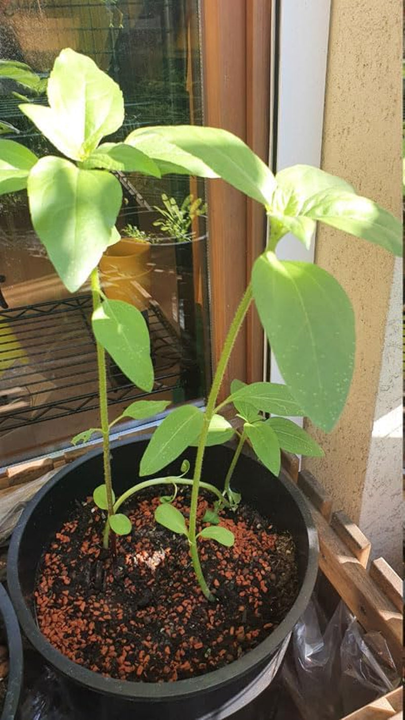 Plant Grow Gift Kit - Sunflower Sunset, cserepekkel, szubsztrátummal és termesztési útmutatóval