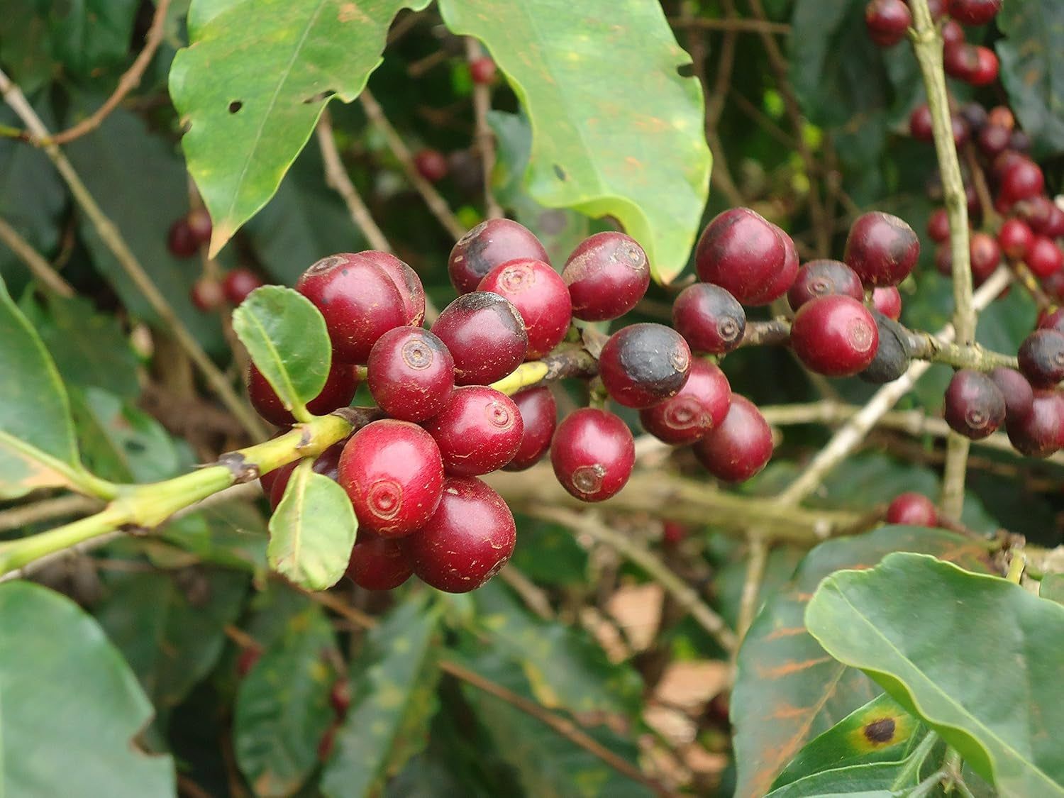 CAFES GUILIS DESDE 1928 AMANTES DEL CAFÉ- Kaffeebohnen Arabica Finca Mocatan kolumbien 2 kg