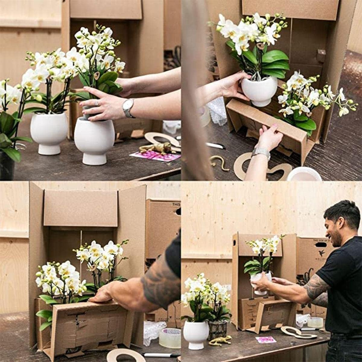 Kolibri Orchids | Orange Rosa Phalaenopsis Orchidee - Jewel Pirate Picotee - Topfgröße Ø12Cm Blühende Zimmerpflanze - Frisch Vom Züchter