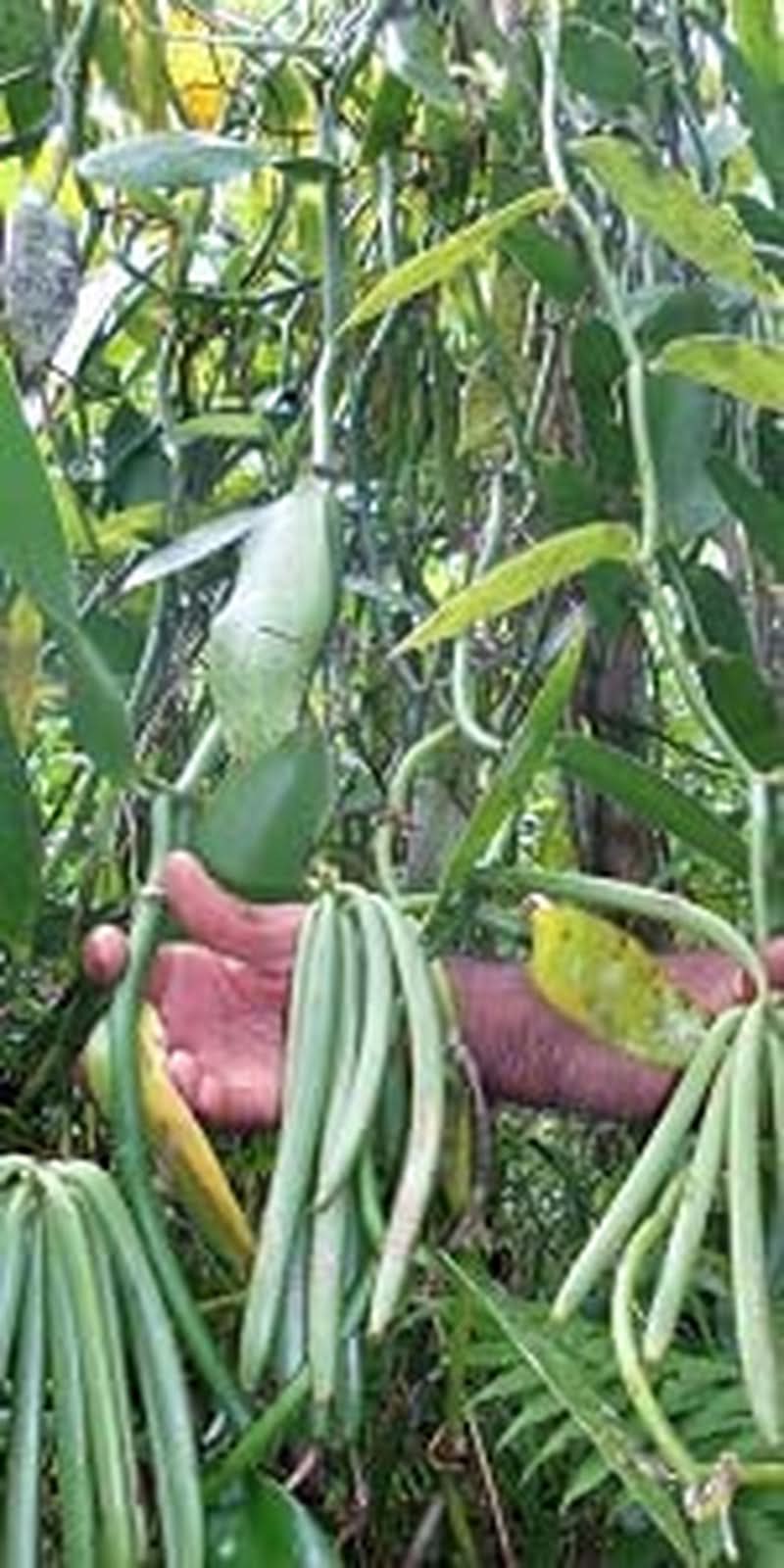 Vaníliapor 50 G, őrölt vaníliapor 100% tisztaságú Aromas Naty Shop