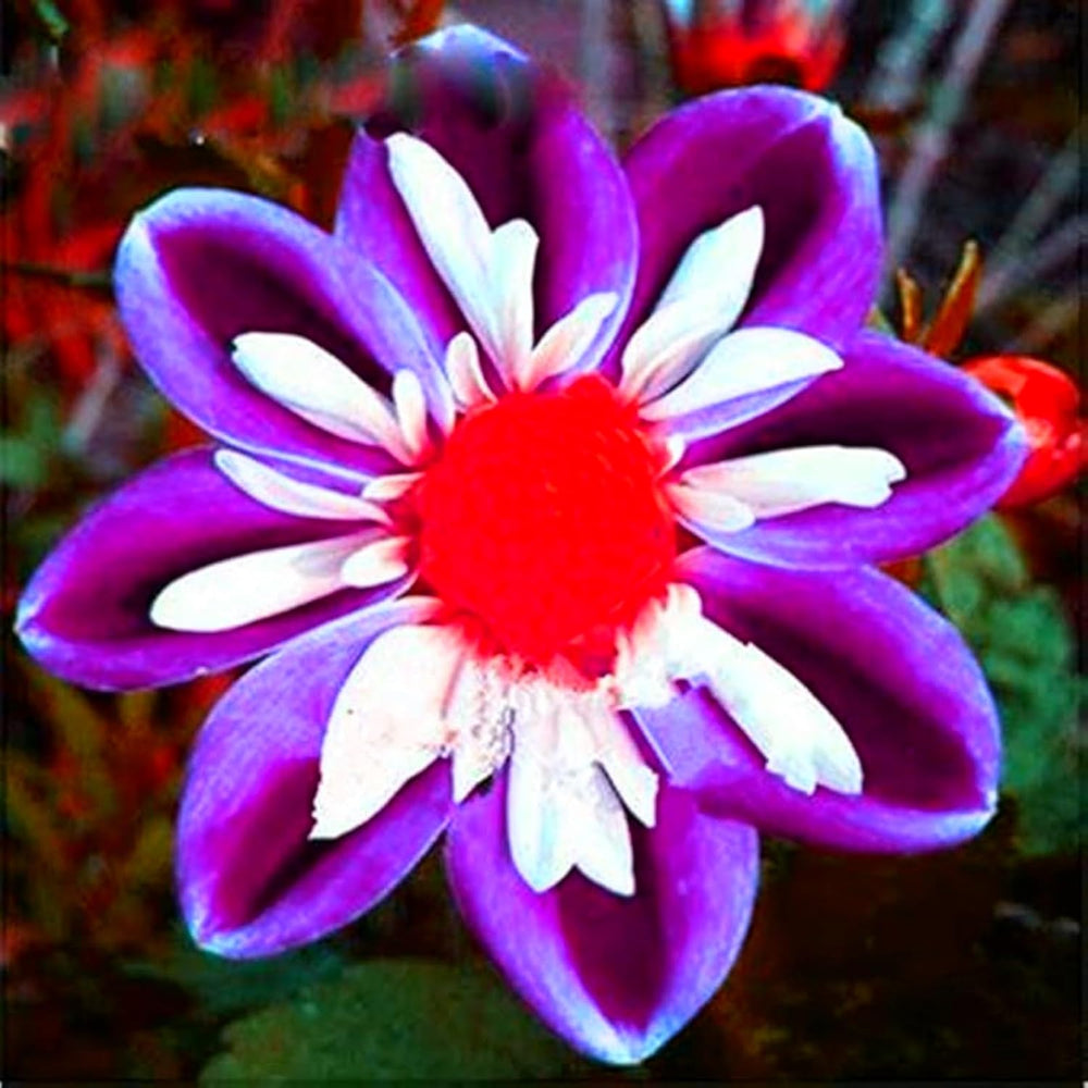 Lebende Pflanzen, Mehrjährige Blumenzwiebel ist winterhart, Winterhart pflanzen, Mysteriöse magische Glühbirne, Blumenzwiebel Mix-4 Oxalis Triangularis Blumenzwiebeln