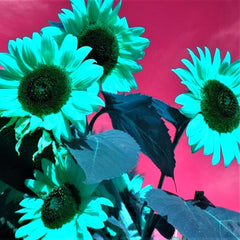 Lebende Pflanzen, Mehrjährige Blumenzwiebel ist winterhart, Winterhart pflanzen, Mysteriöse magische Glühbirne, Blumenzwiebel Mix-4 Oxalis Triangularis Blumenzwiebeln