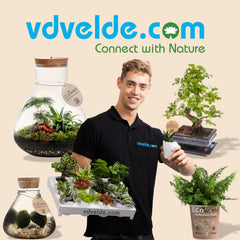 Vdvelde.Com - Mini Plants 20-20 Farne Und Zimmerpflanzen - Ø 6 Cm ↥ Ca. 10 Cm - Ohne Töpfe