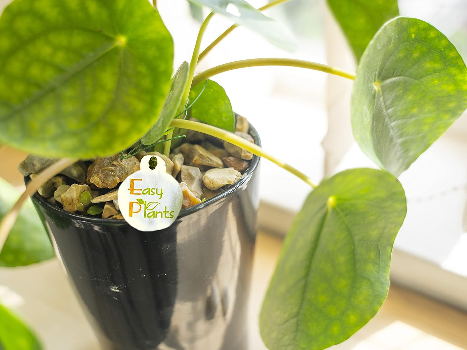 Chinesische Geldpflanze (Pilea Peperomioids) Für Den Innenbereich, Moderne Zimmerpflanze in Schwarzem Keramiktopf